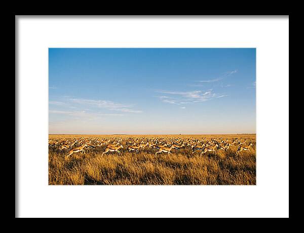African Springboks In Motion
