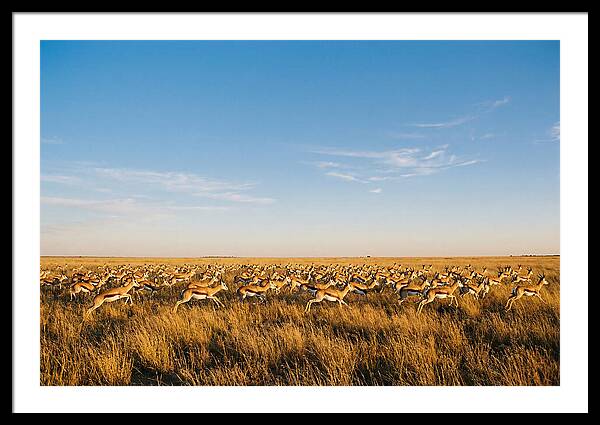 African Springboks In Motion