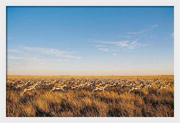 African Springboks In Motion