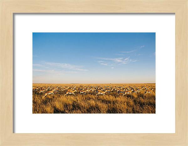 African Springboks In Motion