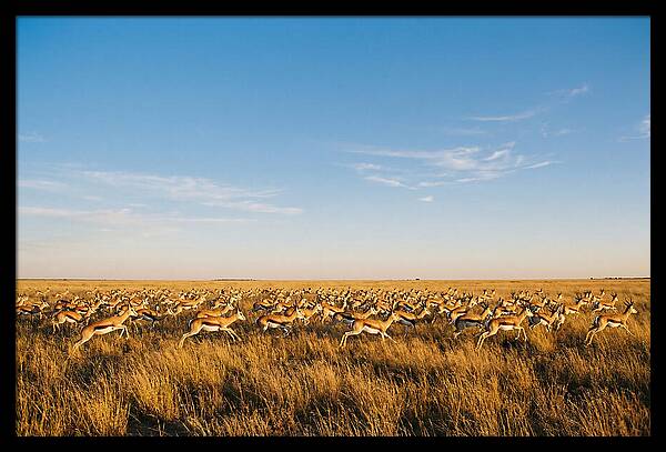African Springboks In Motion