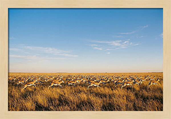 African Springboks In Motion