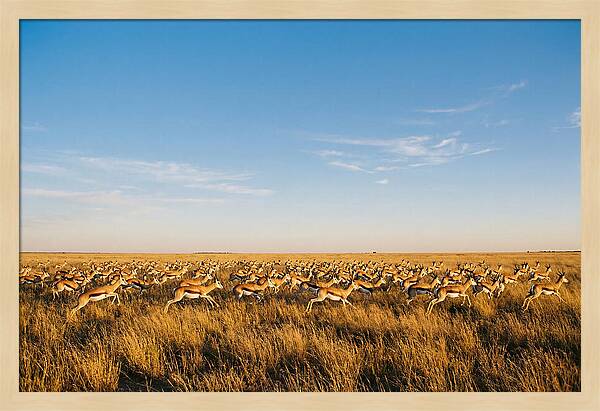 African Springboks In Motion