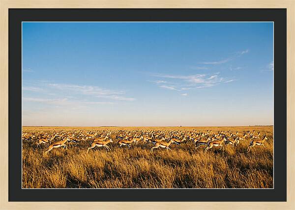 African Springboks In Motion