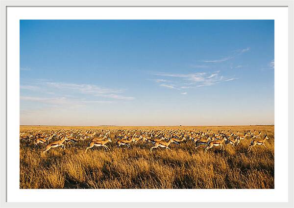 African Springboks In Motion