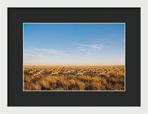 African Springboks In Motion