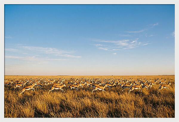African Springboks In Motion