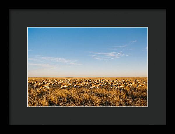African Springboks In Motion