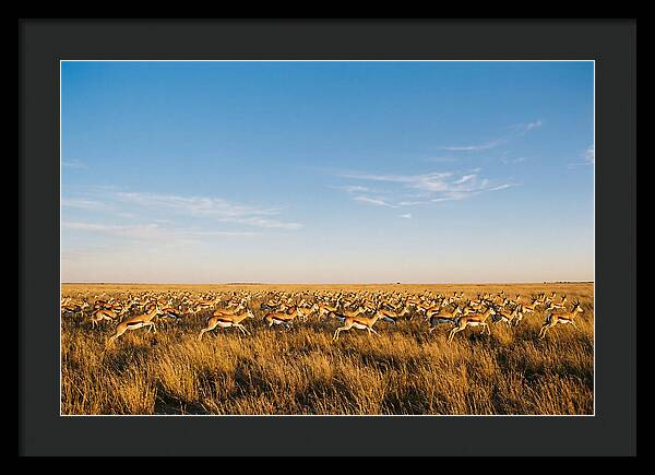 African Springboks In Motion