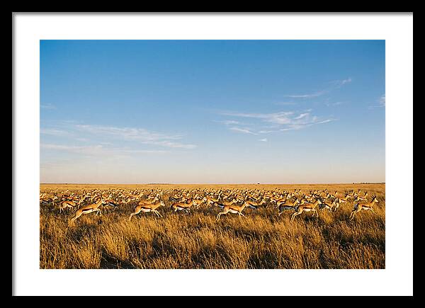 African Springboks In Motion