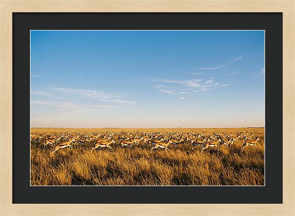 African Springboks In Motion