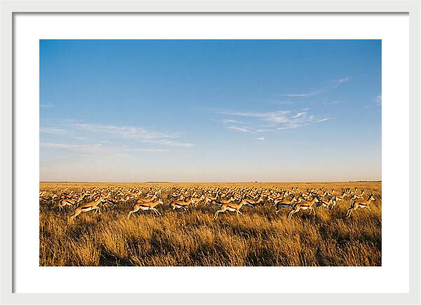 African Springboks In Motion
