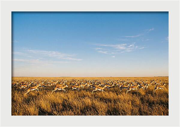 African Springboks In Motion