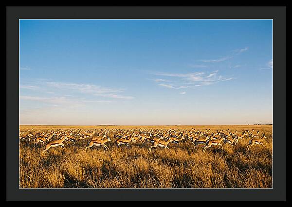 African Springboks In Motion