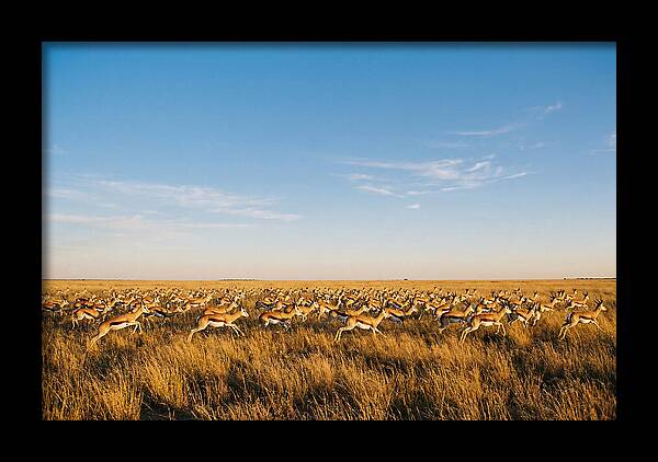African Springboks In Motion