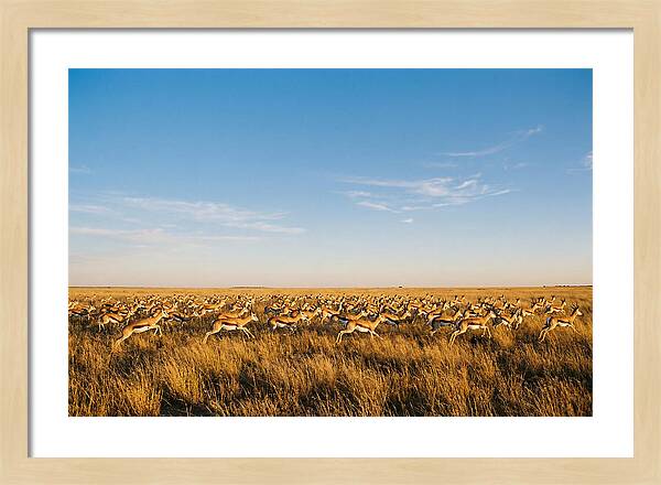 African Springboks In Motion