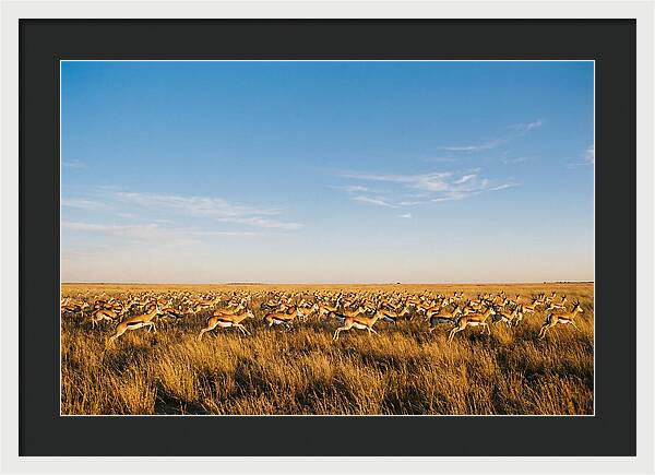 African Springboks In Motion