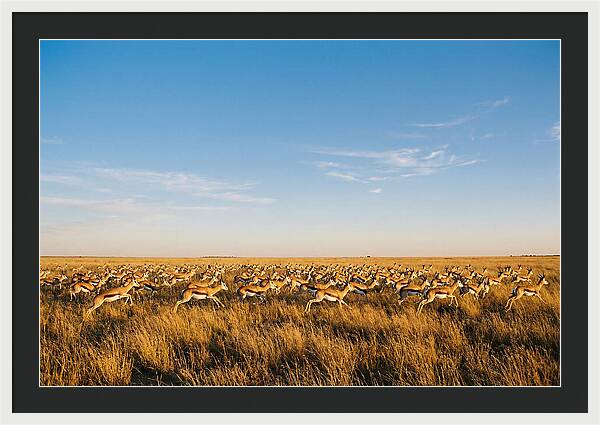 African Springboks In Motion