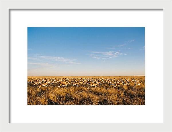 African Springboks In Motion