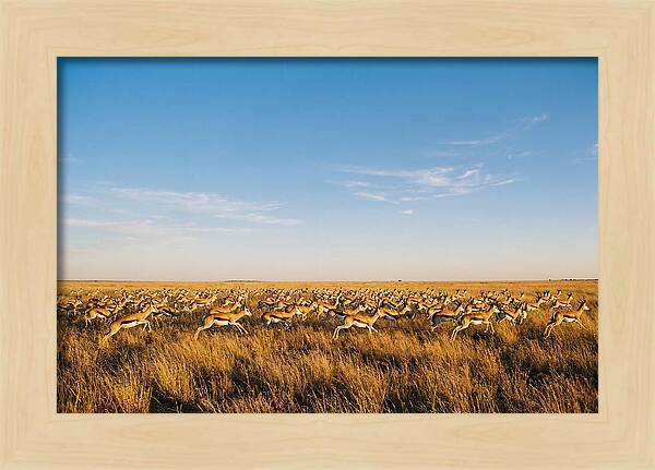 African Springboks In Motion