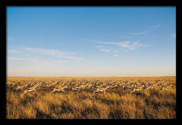 African Springboks In Motion