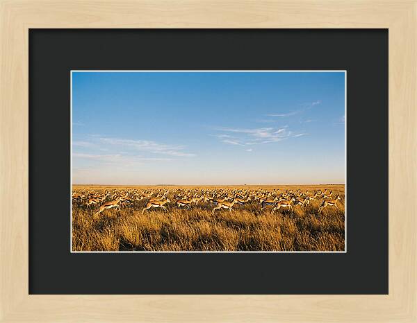 African Springboks In Motion