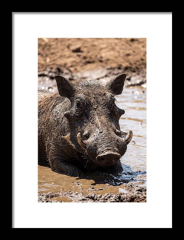 African Warthog Enjoying A Mud Bath