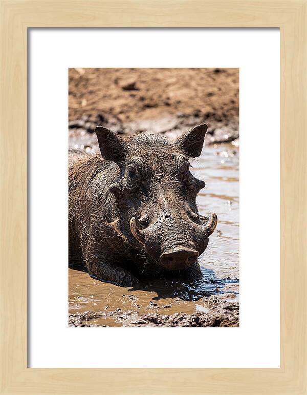 African Warthog Enjoying A Mud Bath