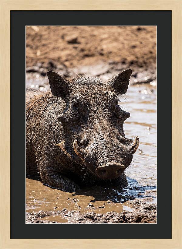 African Warthog Enjoying A Mud Bath
