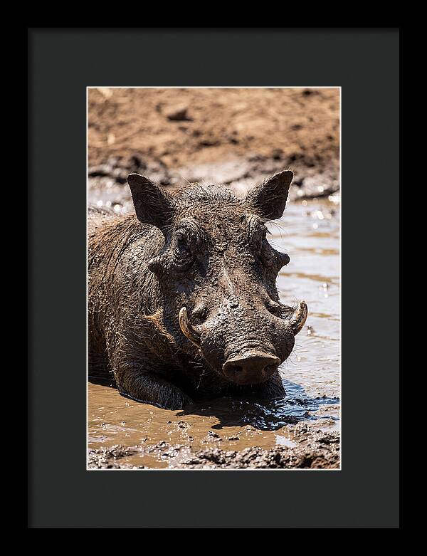 African Warthog Enjoying A Mud Bath