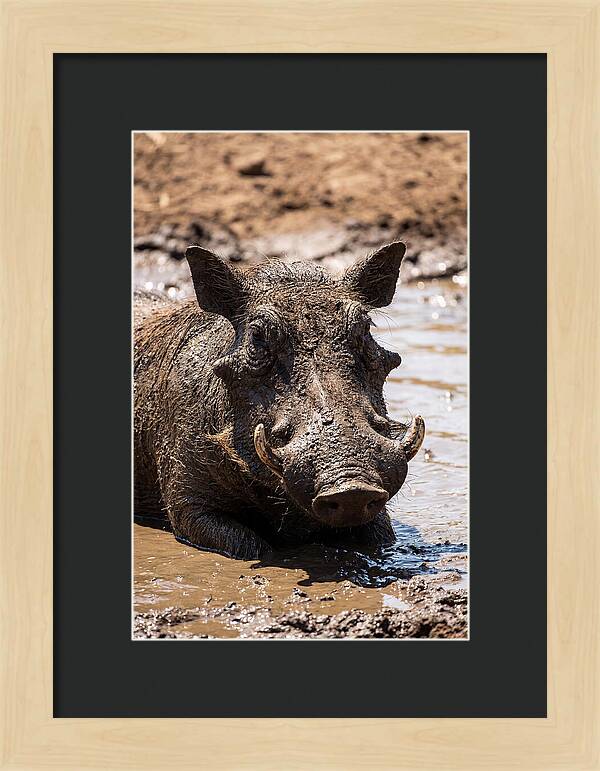 African Warthog Enjoying A Mud Bath