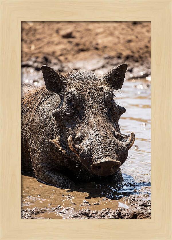 African Warthog Enjoying A Mud Bath