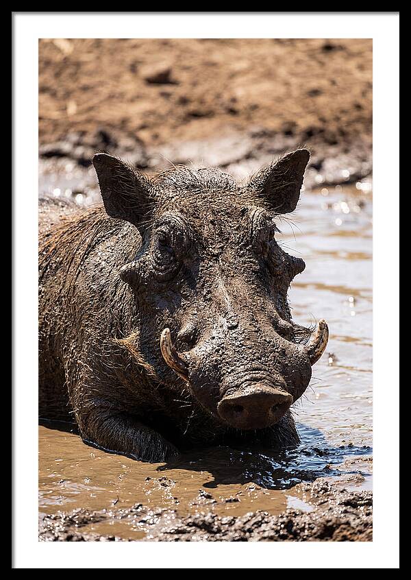 African Warthog Enjoying A Mud Bath