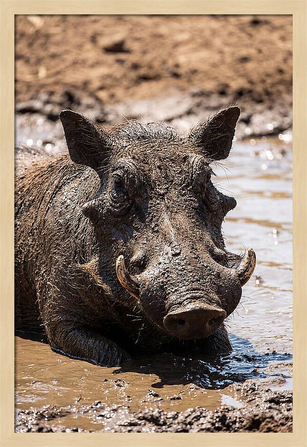African Warthog Enjoying A Mud Bath