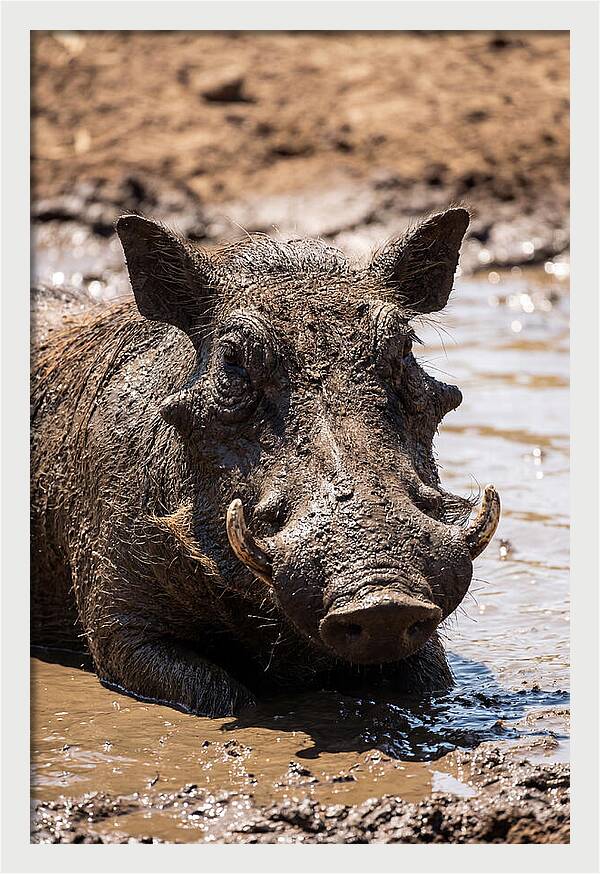 African Warthog Enjoying A Mud Bath