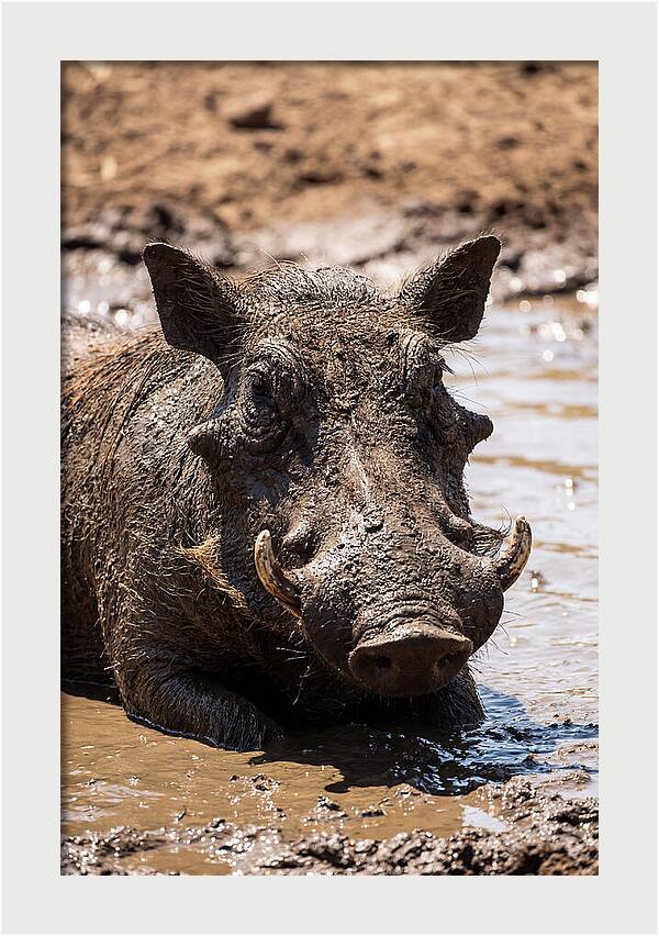 African Warthog Enjoying A Mud Bath