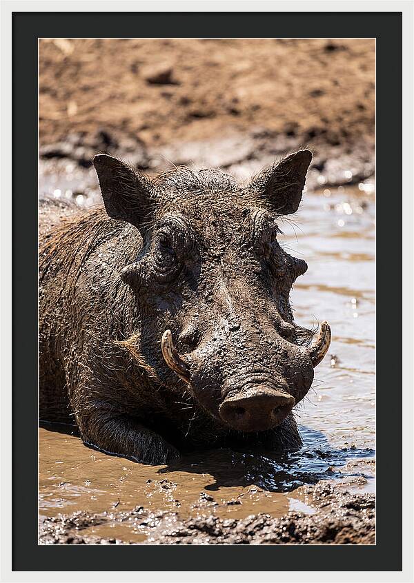 African Warthog Enjoying A Mud Bath