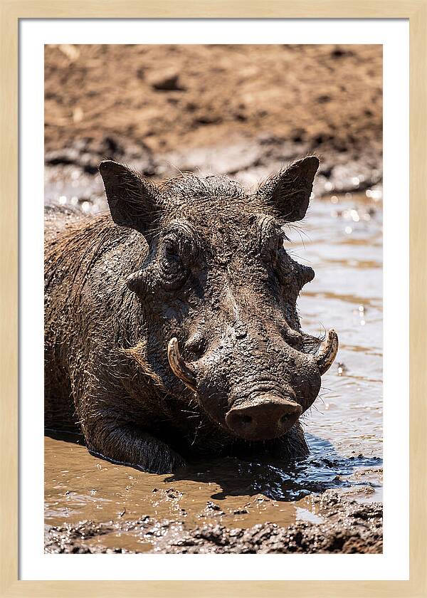 African Warthog Enjoying A Mud Bath