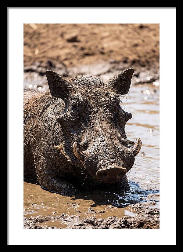 African Warthog Enjoying A Mud Bath