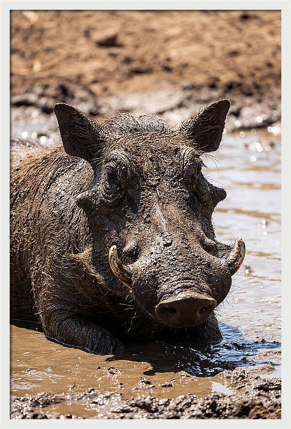 African Warthog Enjoying A Mud Bath