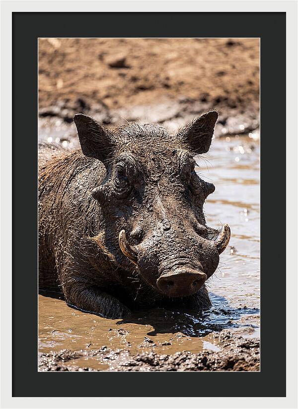 African Warthog Enjoying A Mud Bath