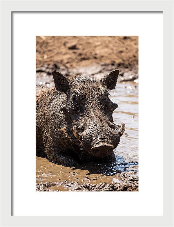 African Warthog Enjoying A Mud Bath