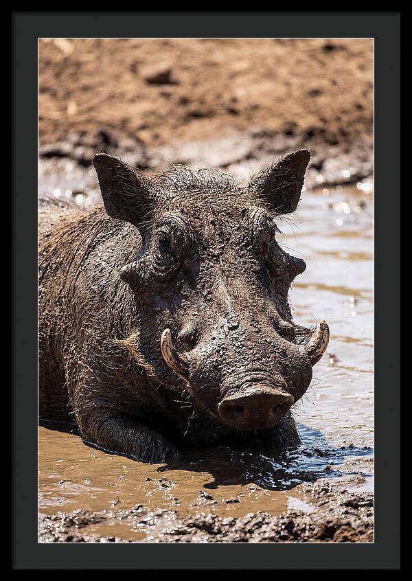 African Warthog Enjoying A Mud Bath