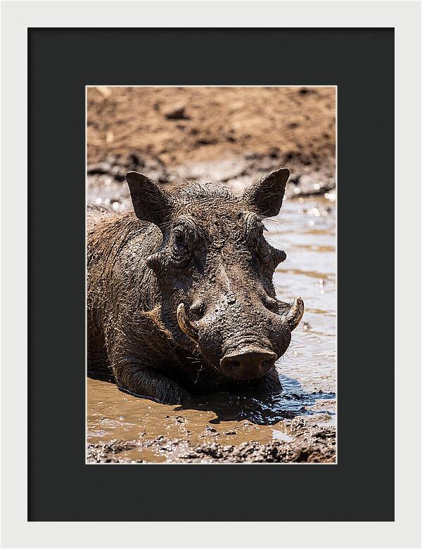 African Warthog Enjoying A Mud Bath