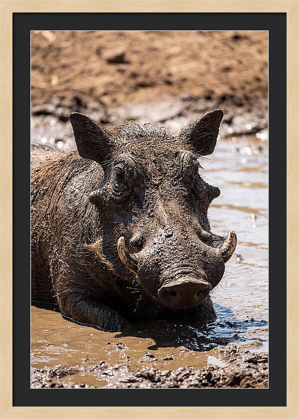African Warthog Enjoying A Mud Bath