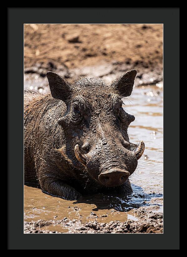 African Warthog Enjoying A Mud Bath