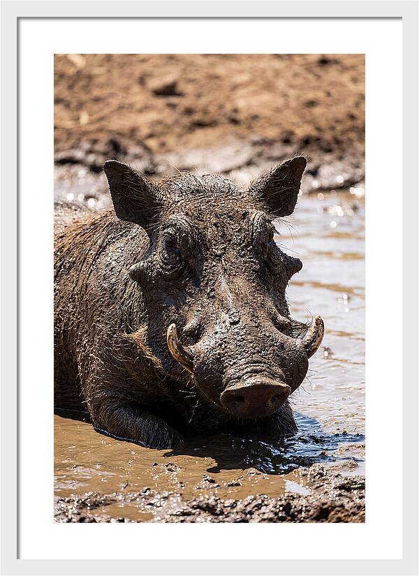 African Warthog Enjoying A Mud Bath