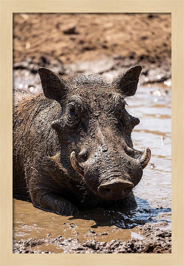 African Warthog Enjoying A Mud Bath