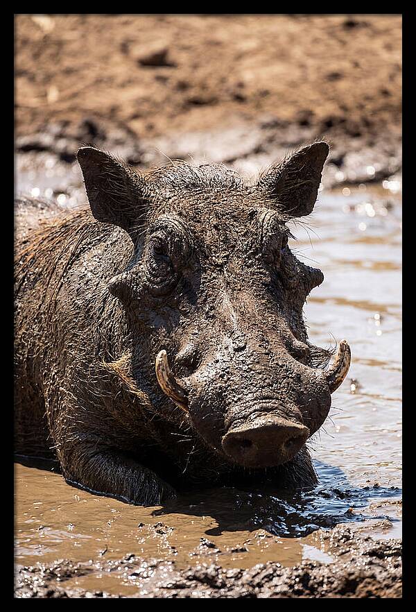 African Warthog Enjoying A Mud Bath