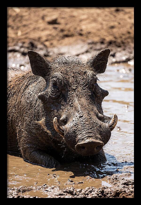 African Warthog Enjoying A Mud Bath